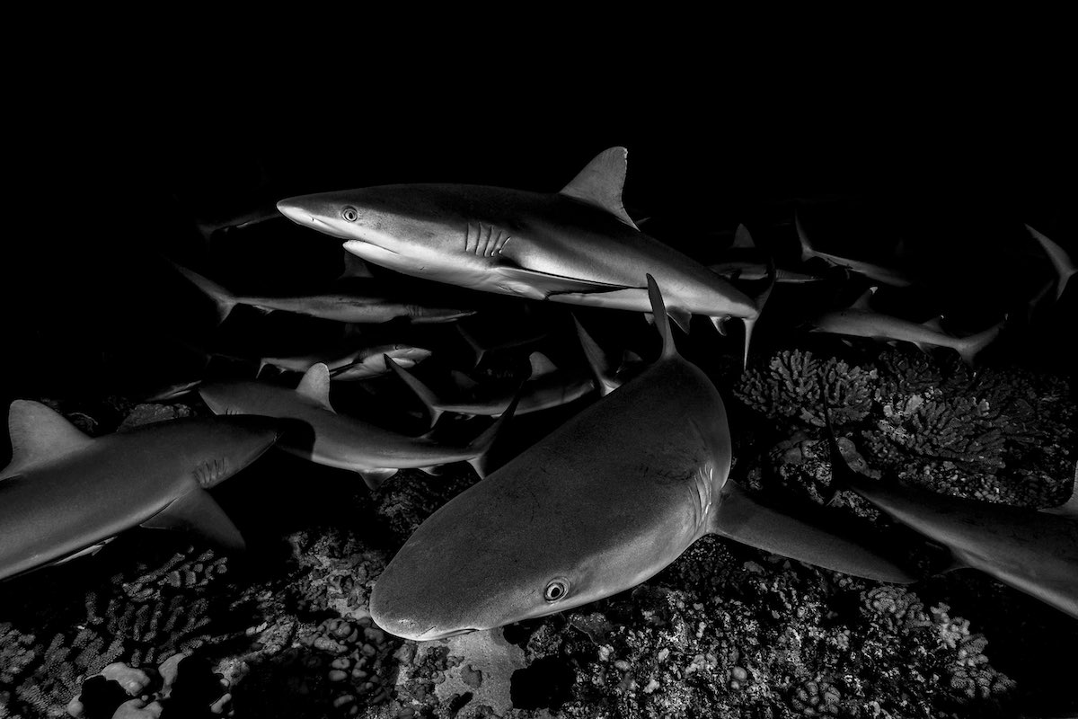 CoralReefImageBank_Sharks_HannesKlostermann_30sm