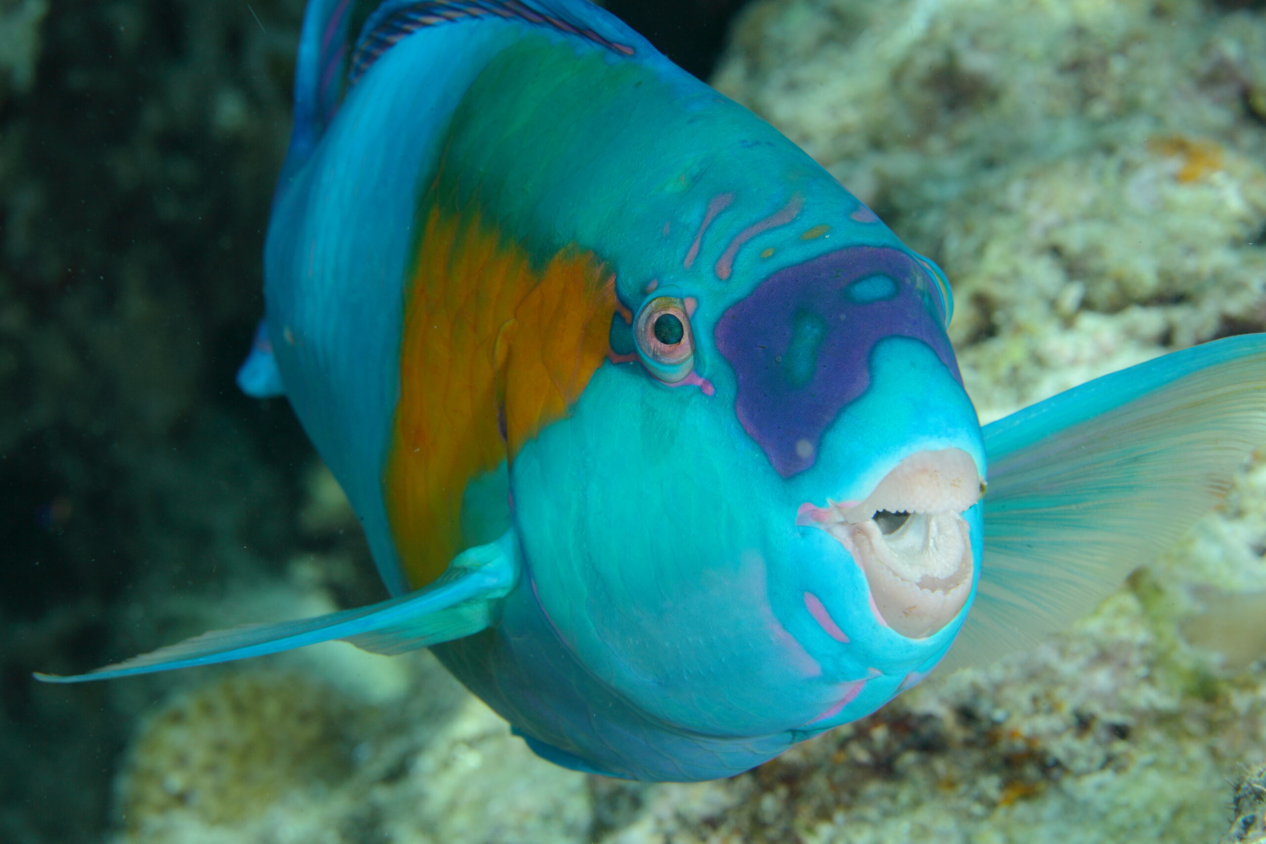 Daisy Parrotfish - Kalus M. Stiefel