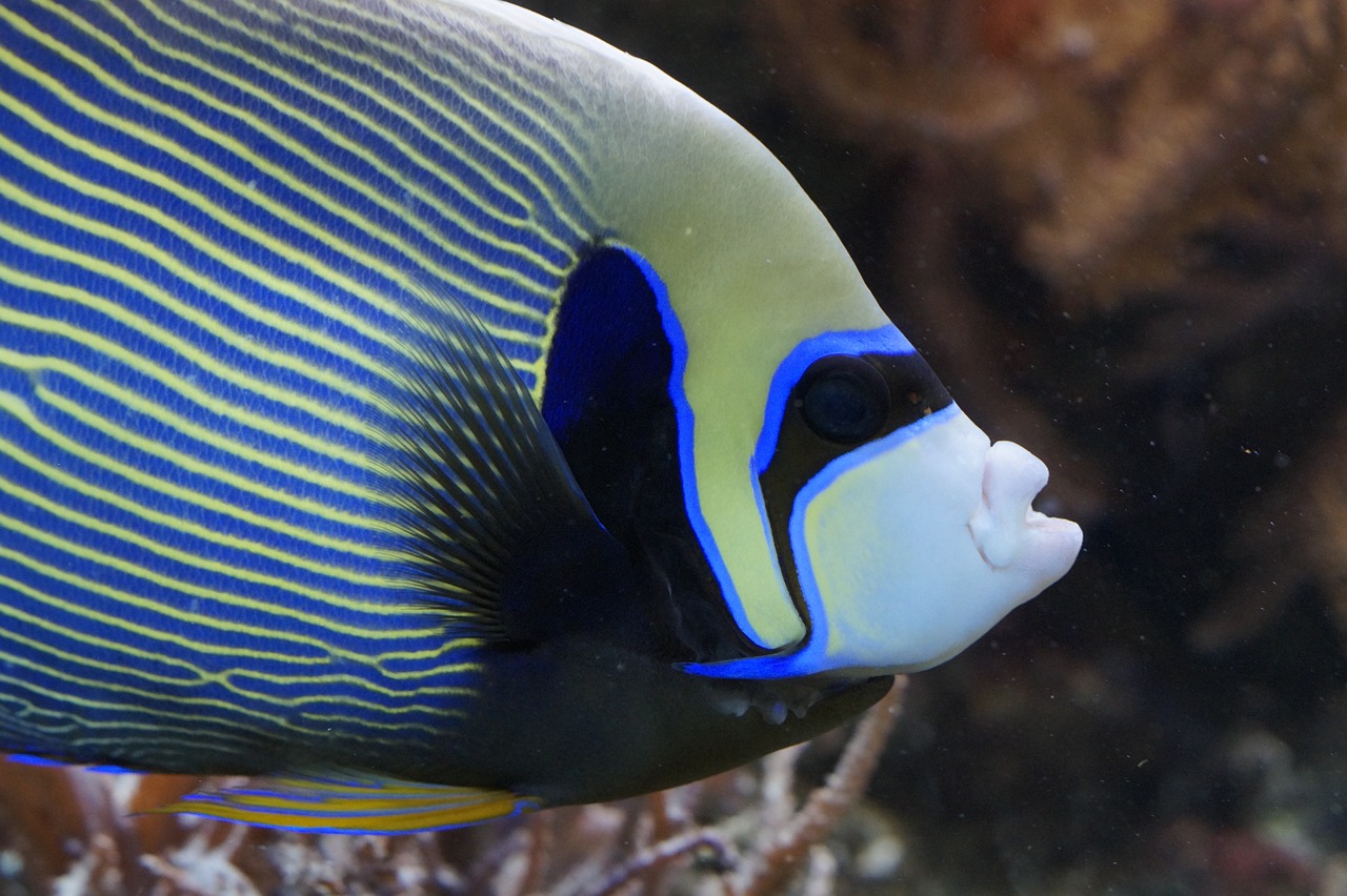 Emperor Angelfish Public Domain