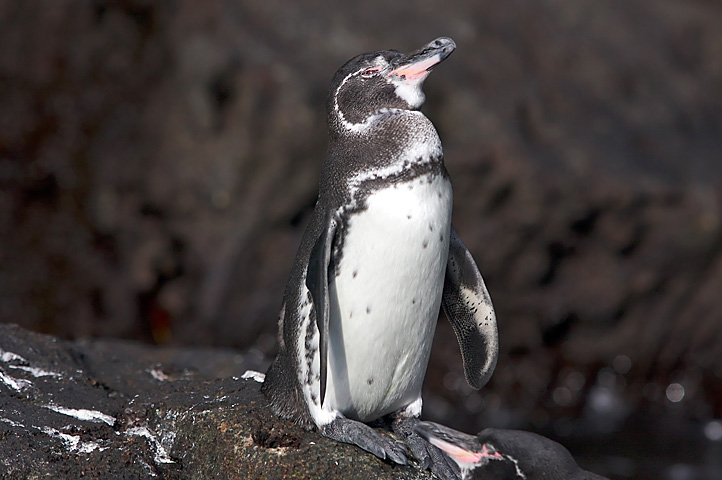 Galapagos Penguin