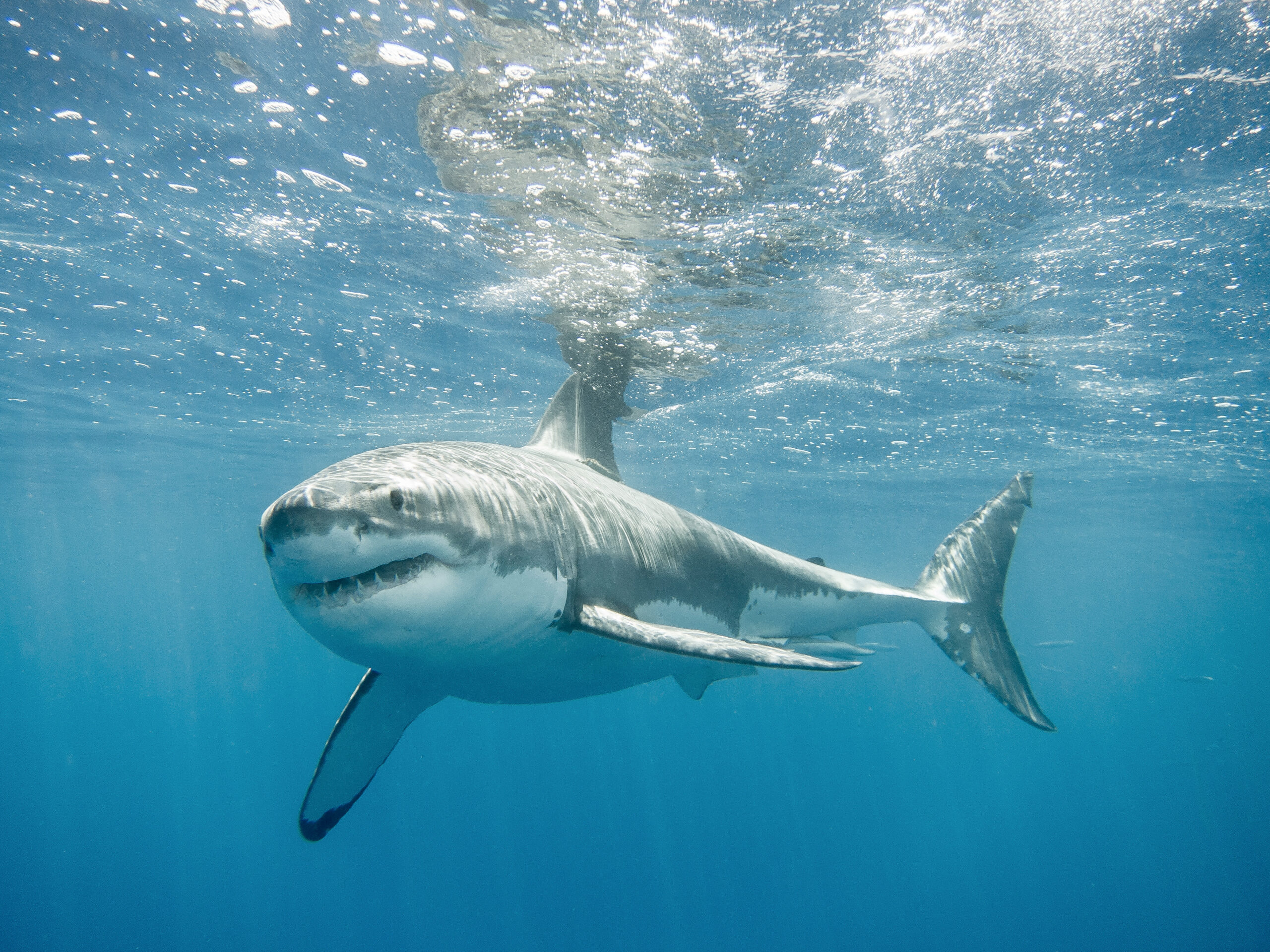 10 Jaw-some Shark Photos - Ocean Conservancy