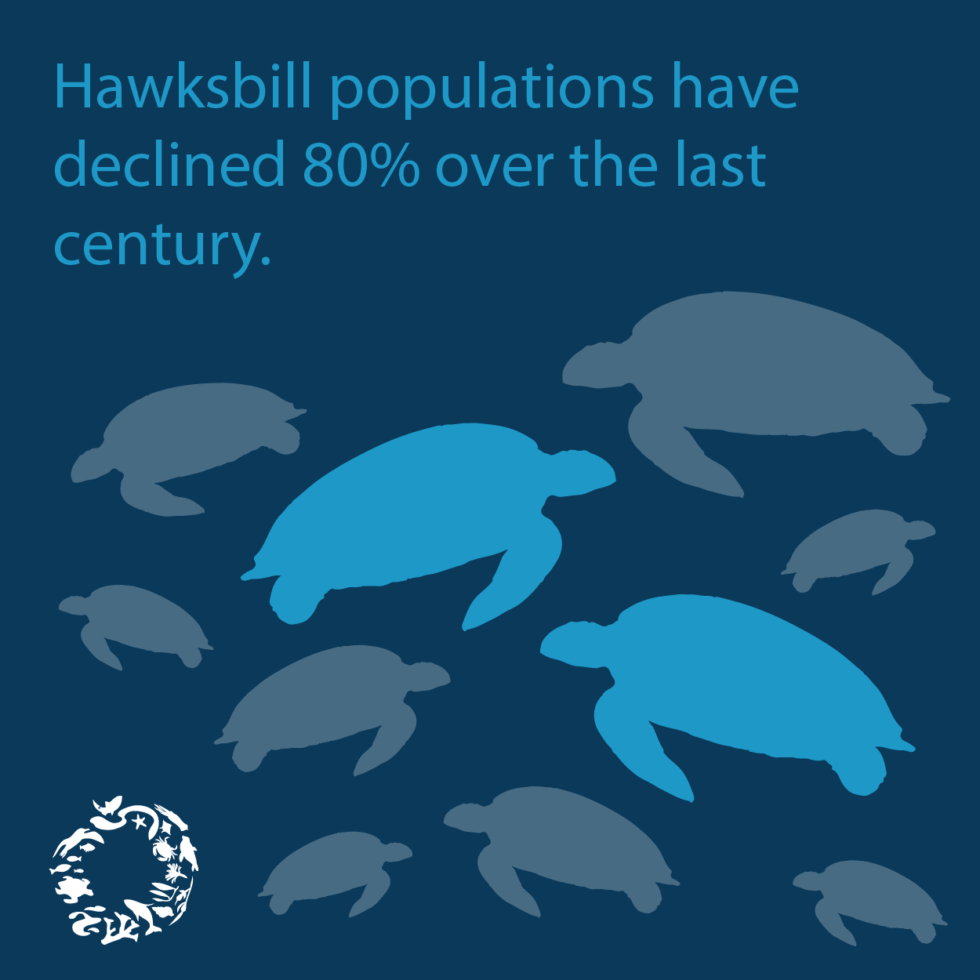 Wildlife Fact Sheets: Hawksbill Sea Turtle - Ocean Conservancy