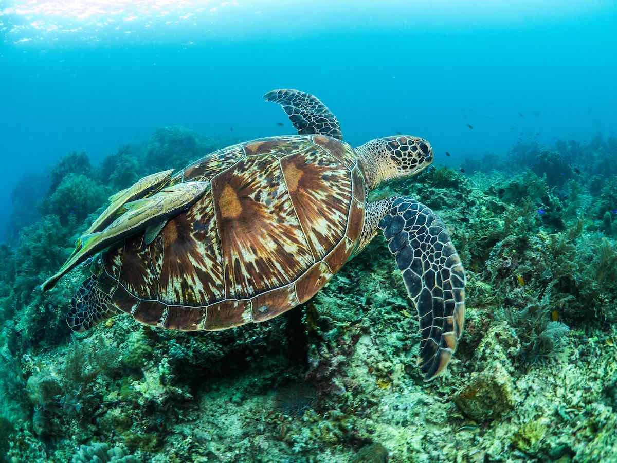 6-sea-turtles-you-need-to-meet-laptrinhx-news