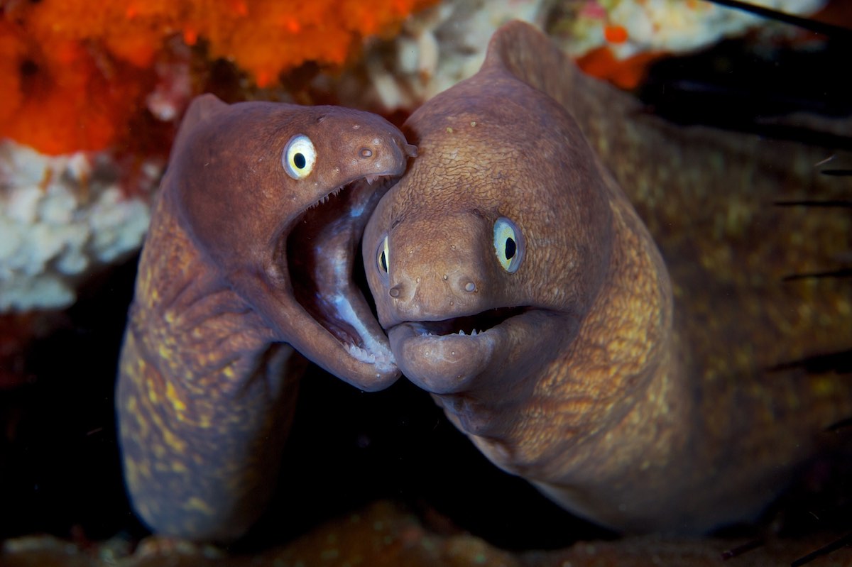 The Difference Between Electric Eels and True Eels Ocean Conservancy