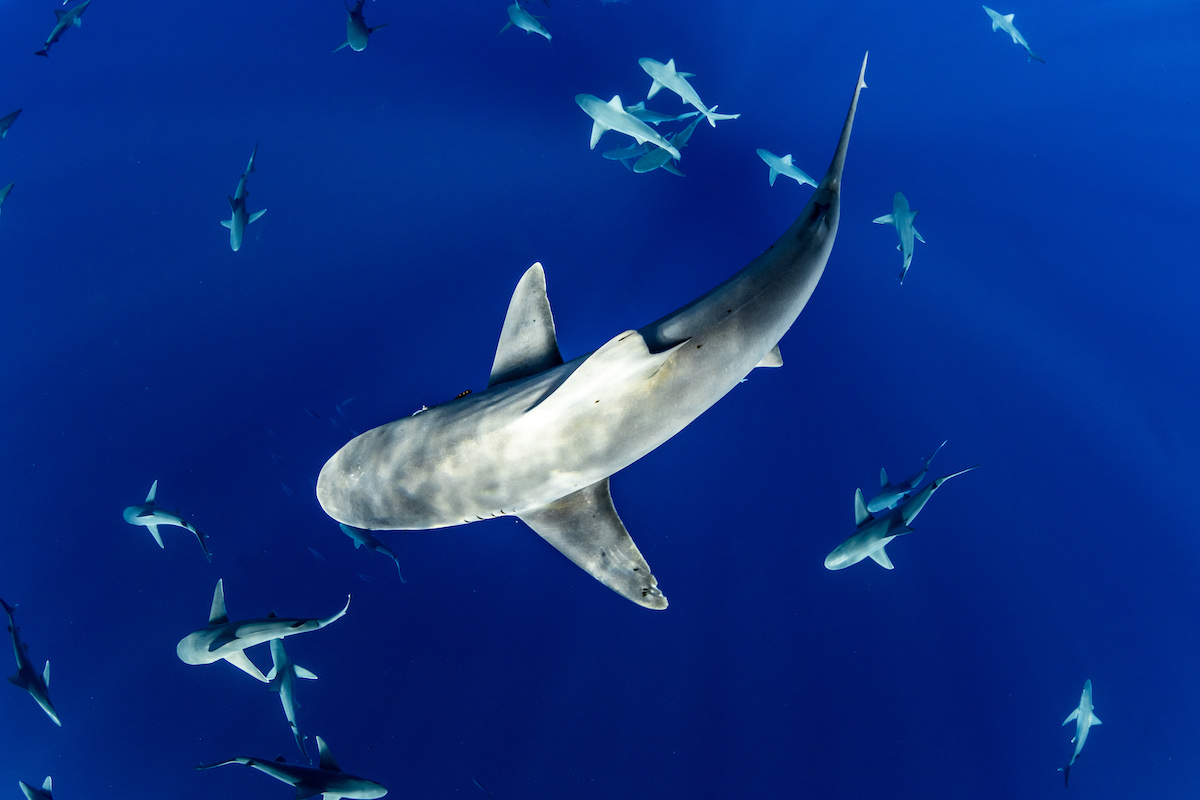 Sharks and whales: there's something else in the ocean you should really be  paying attention to.