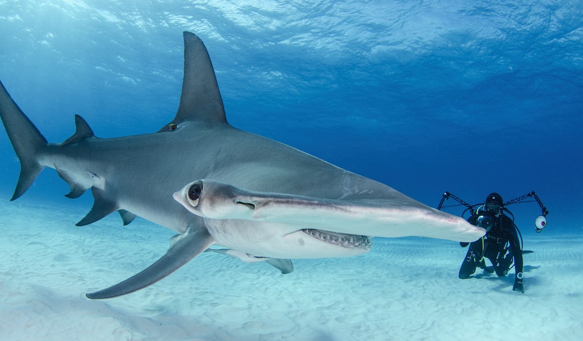 hammerhead shark eating people