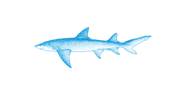 Wildlife Fact Sheets: Lemon Shark - Ocean Conservancy