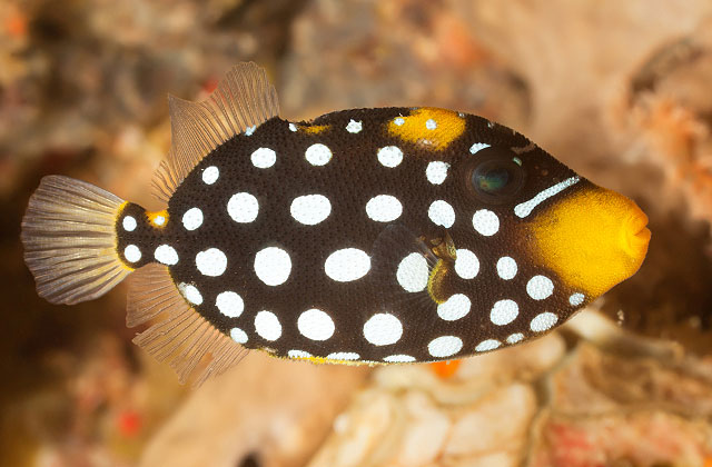 National Aquarium