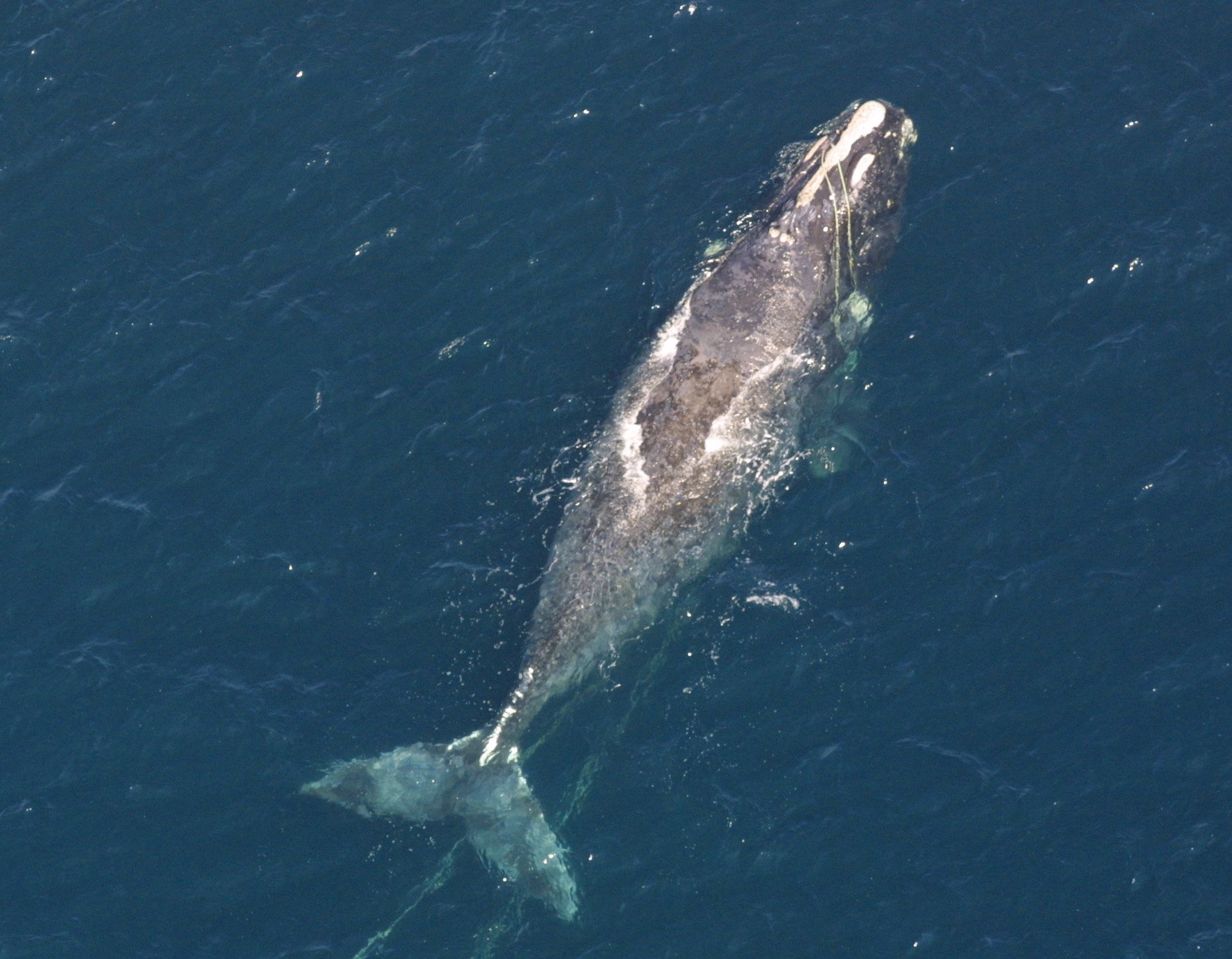 North Atlantic_NOAA NMFS Northeast Regional Office News 060408