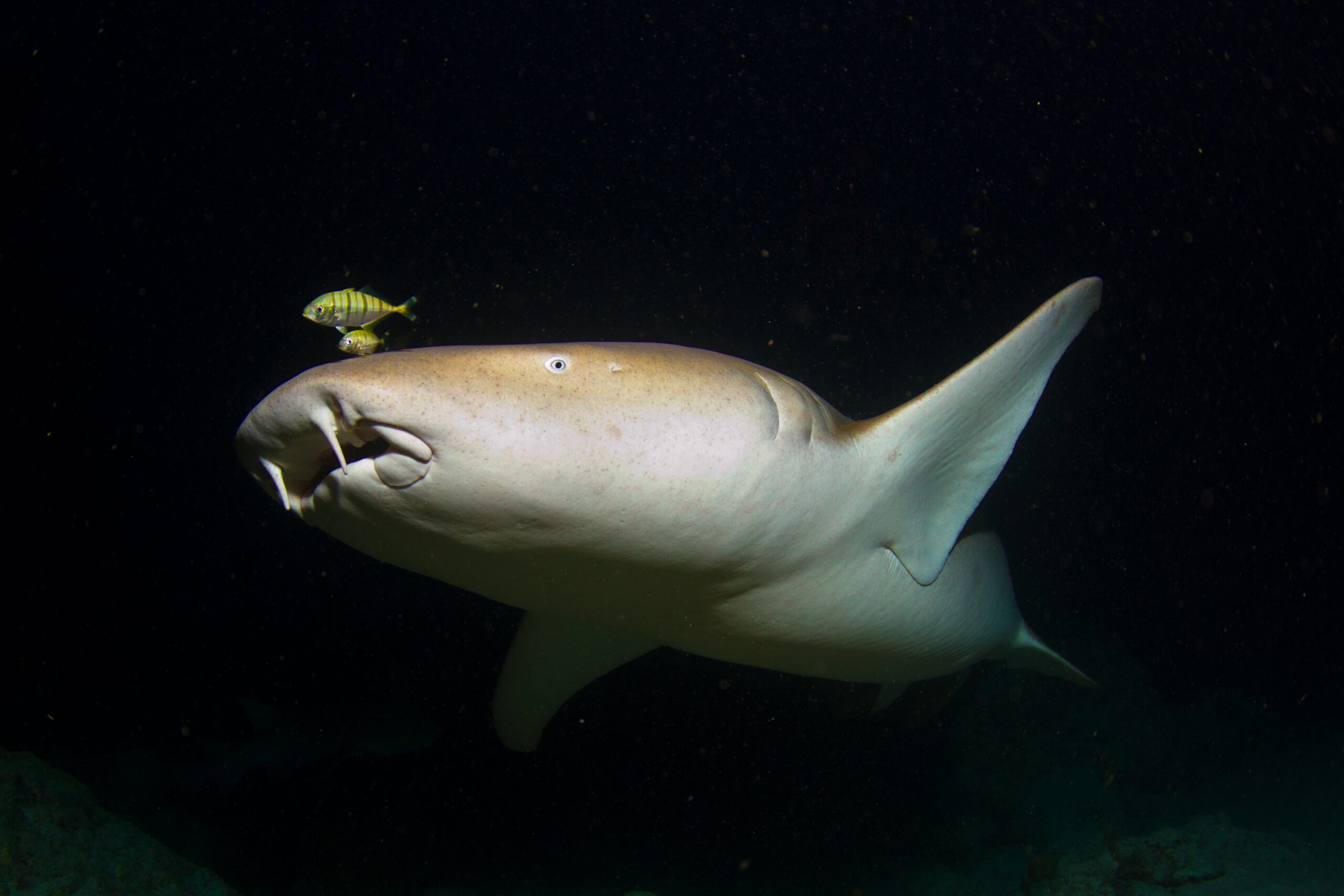 Nurse Shark_Tchami