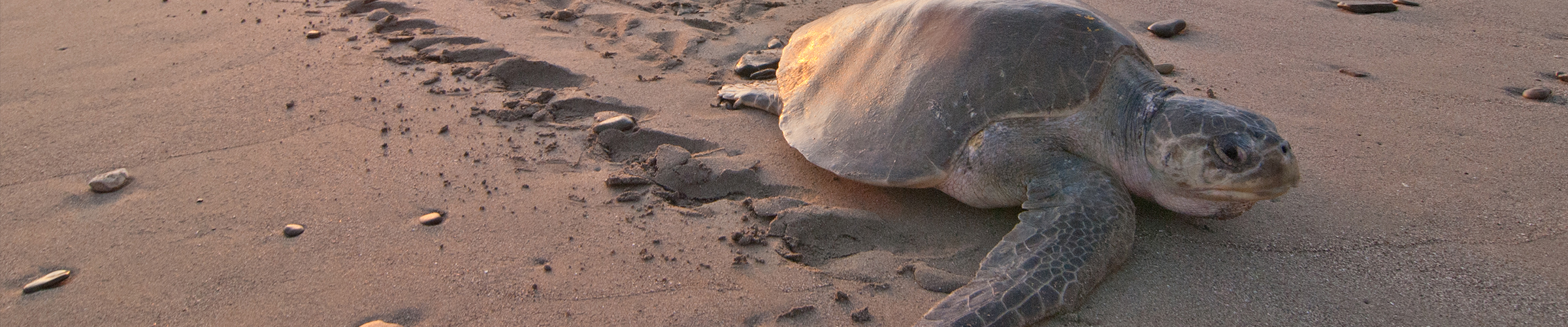 wildlife-fact-sheets-olive-ridley-sea-turtle-ocean-conservancy