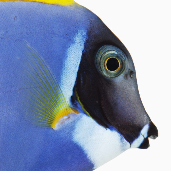 Powder blue tang (Acanthurus leucosternon)