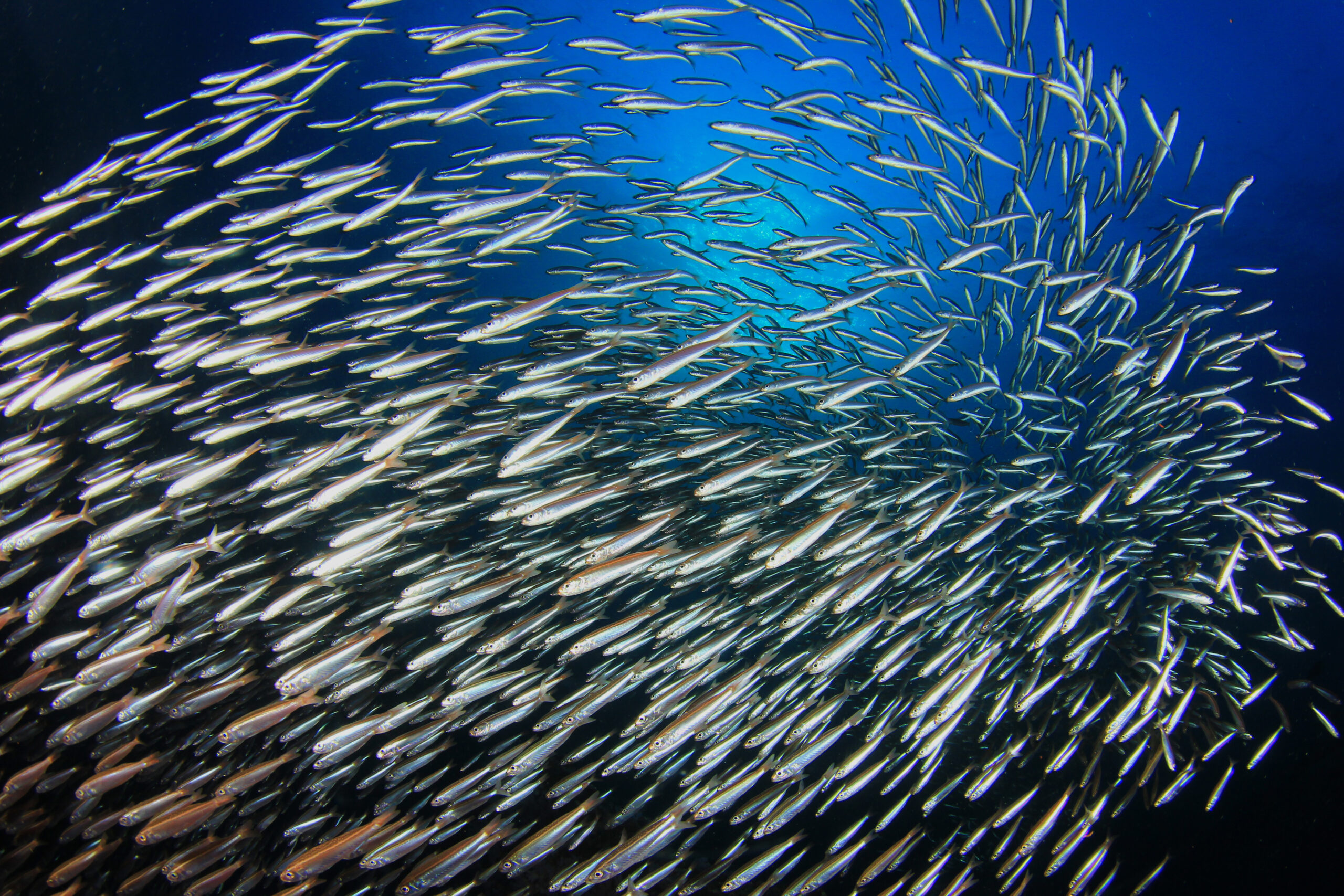 Sardines fish school in ocean