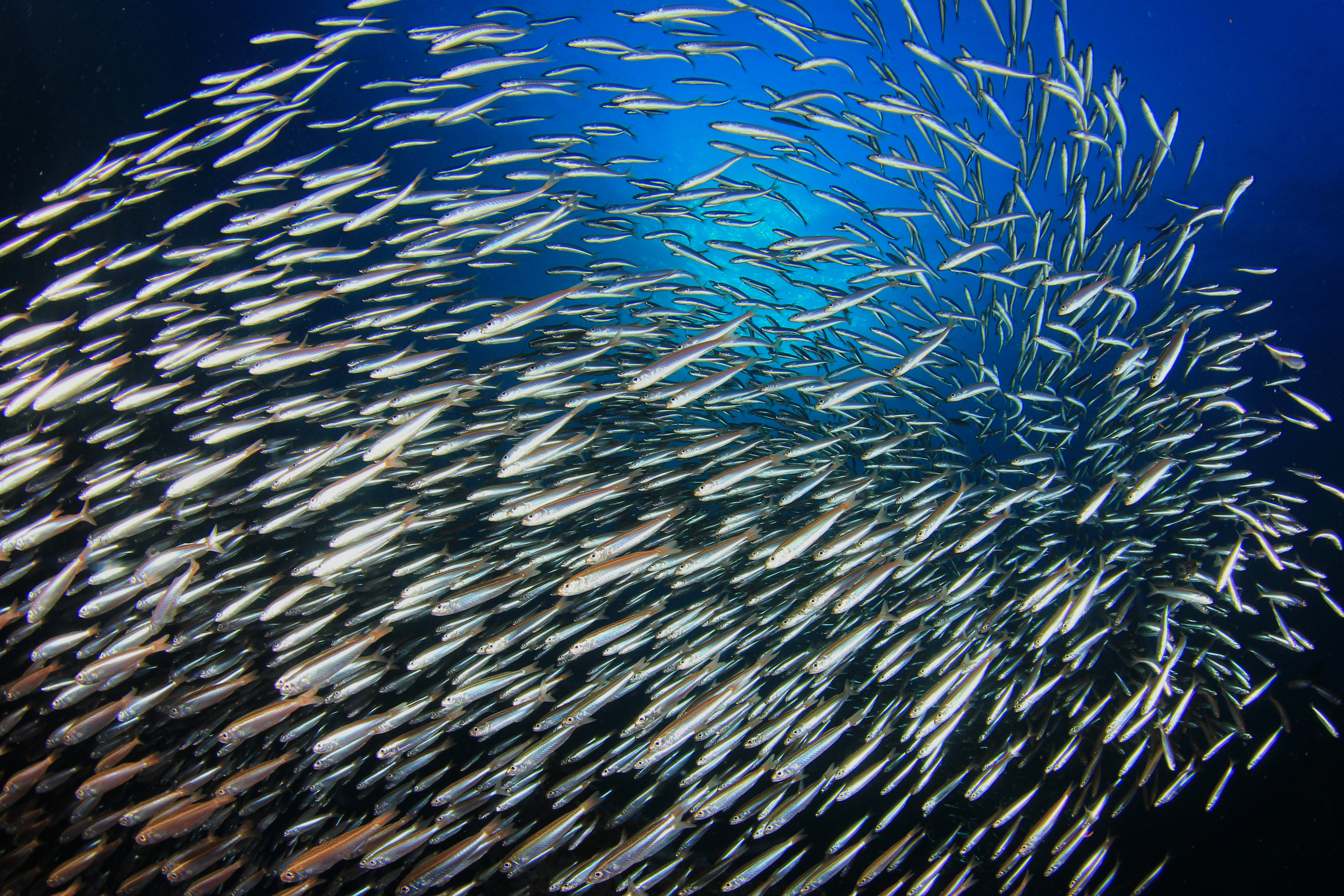 Sardines fish school in ocean