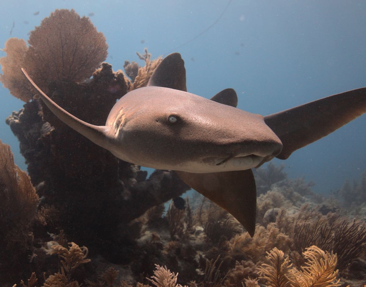 Nurse Shark Facts