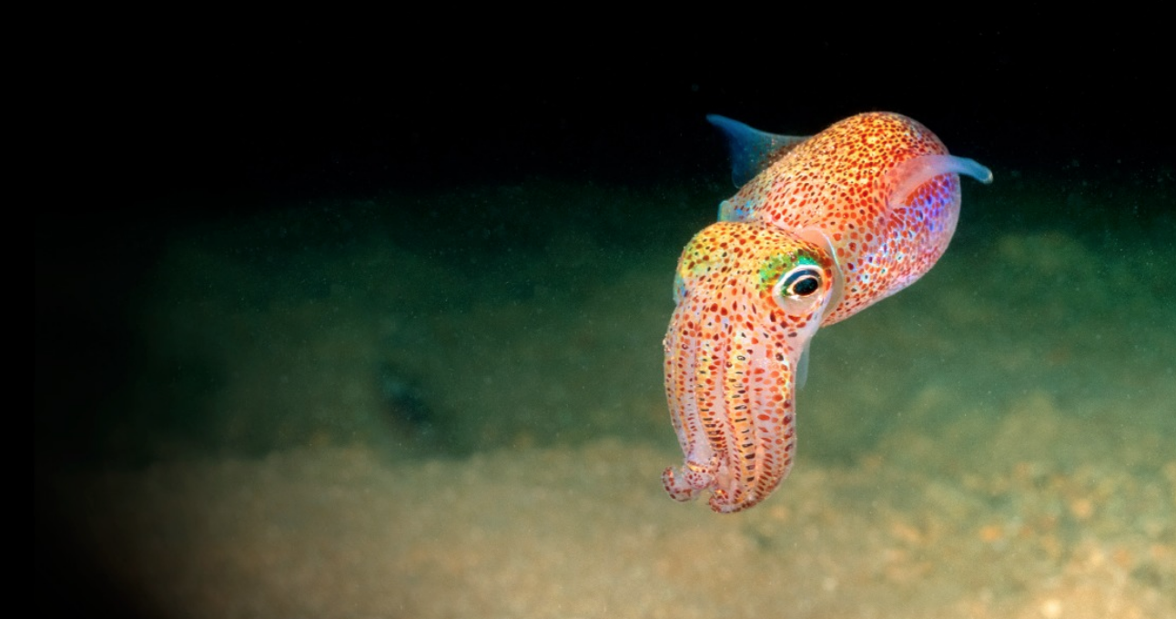 This Bobtail Squid Might Be the Cutest Thing in the Ocean - Ocean