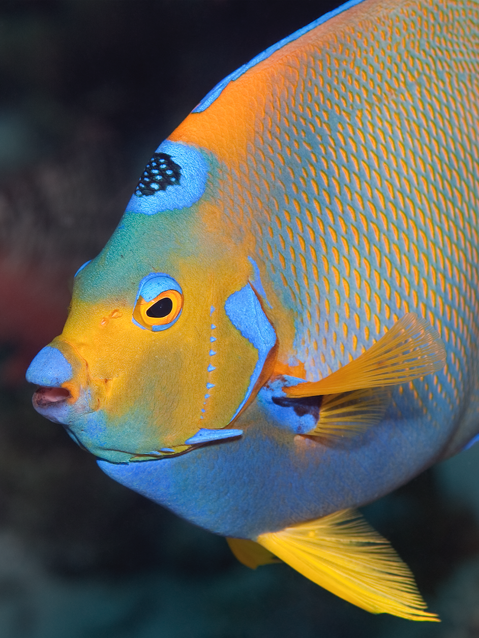 Meet Some of the Most Gloriously Colorful Creatures in the Ocean ...