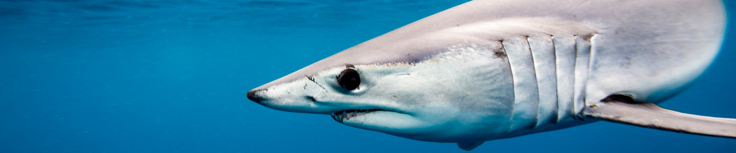 shortfin mako shark