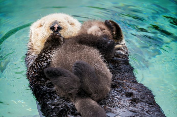 Baby Ocean Animals Who are Here to Brighten Your Day - Ocean Conservancy