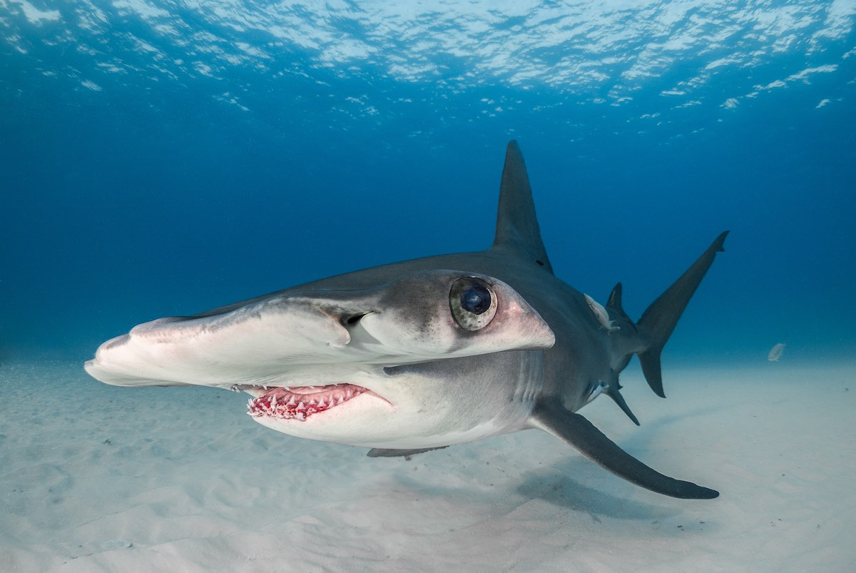 TanyaHouppermans_Sharksm