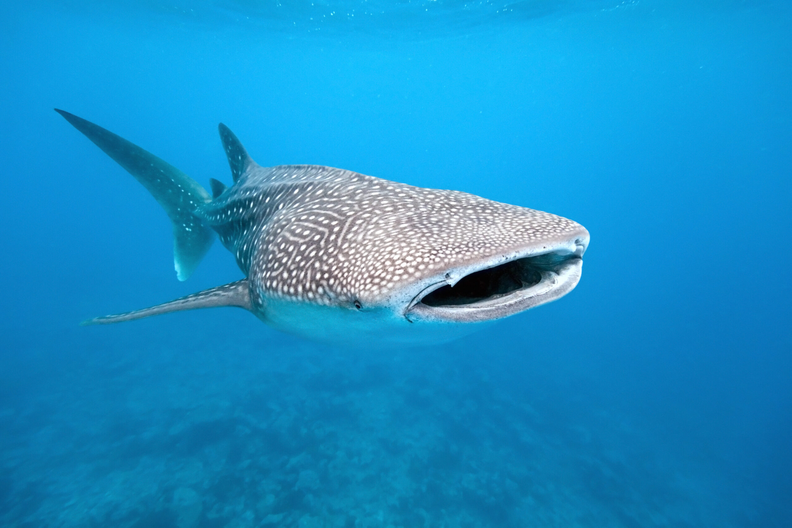 WhaleShark_crisod Thinkstock