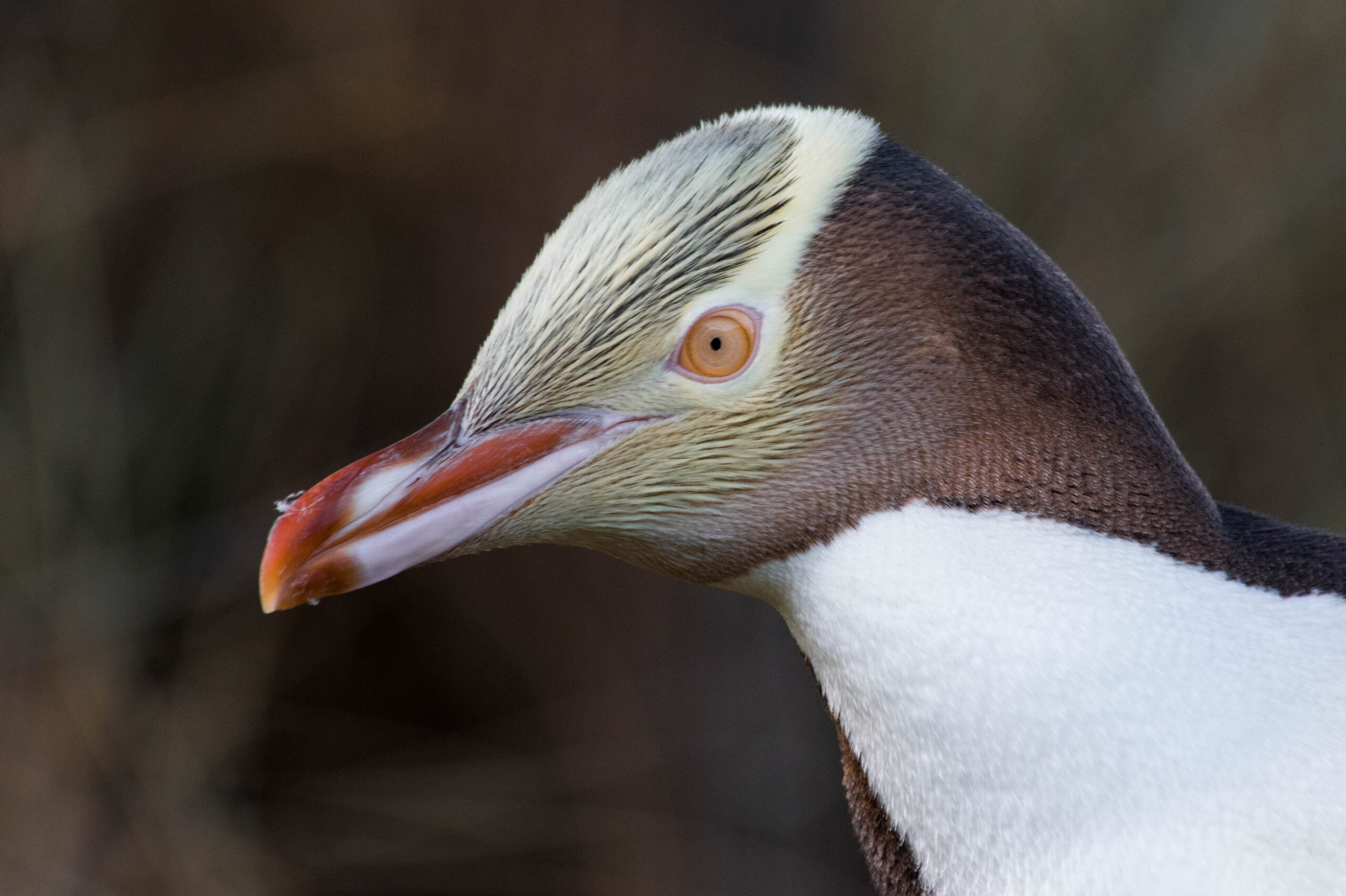 Yellow-eyed Penguin_Kimberley Collins