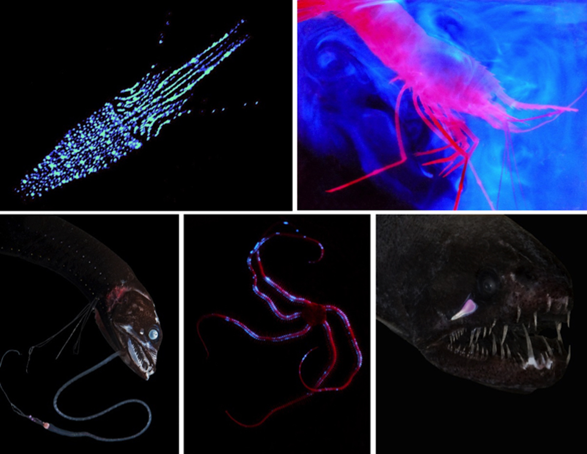 bioluminescent ocean animals