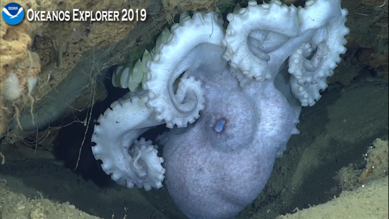 okeanos4