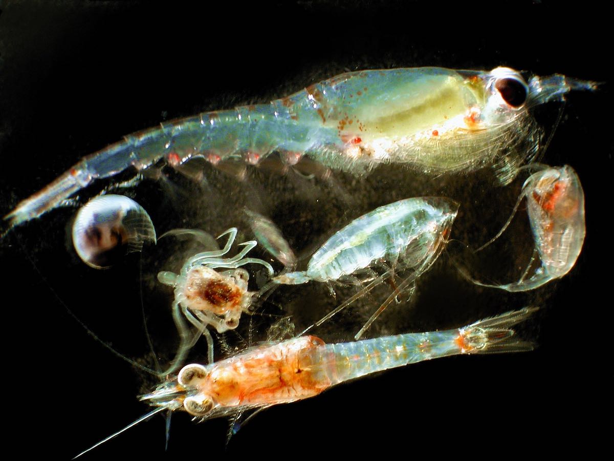 What fish eats plankton