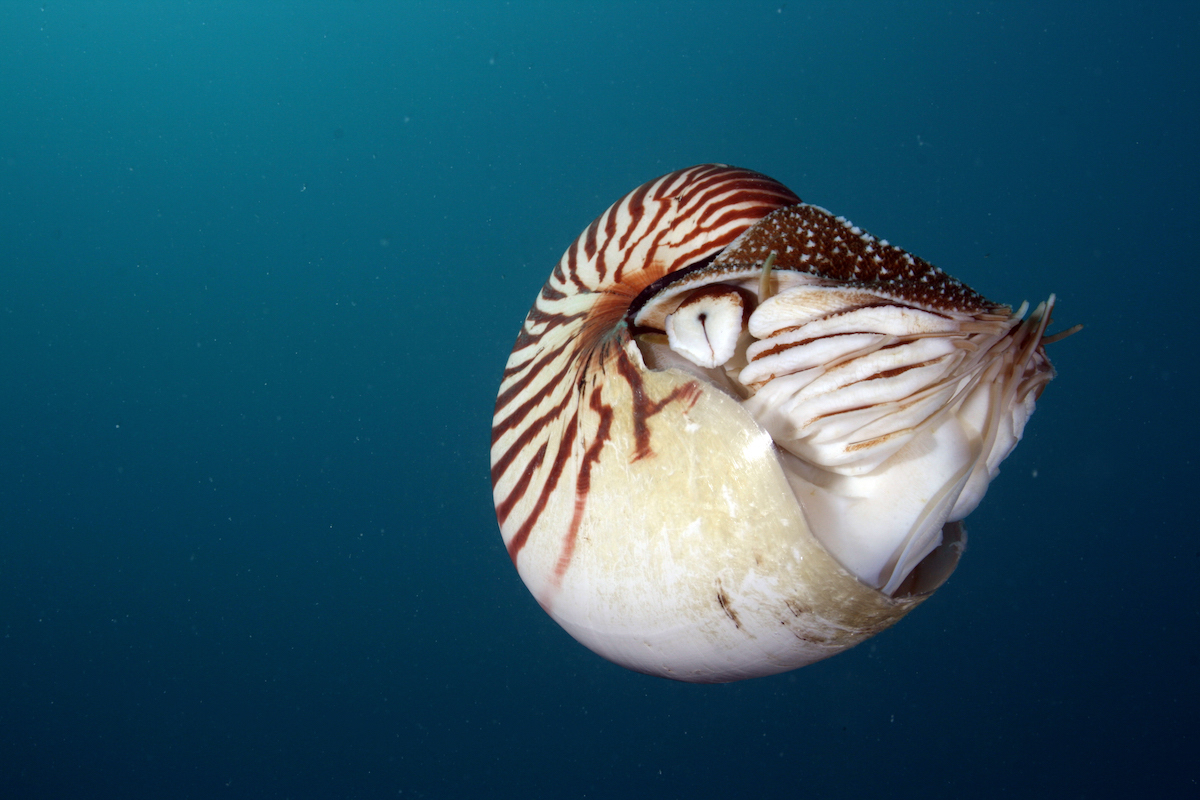 4 Things to Know About the Nautilus - Ocean Conservancy