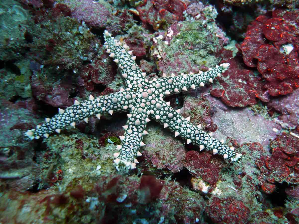 The Difference Between Sea Stars and Brittle Stars - Ocean Conservancy