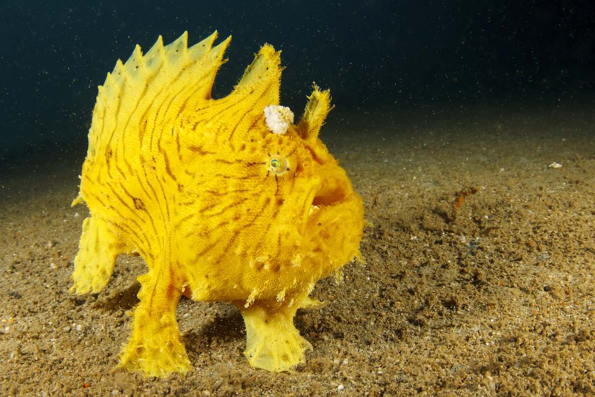 The Frogfish: Weird-Looking and Wonderful - Ocean Conservancy