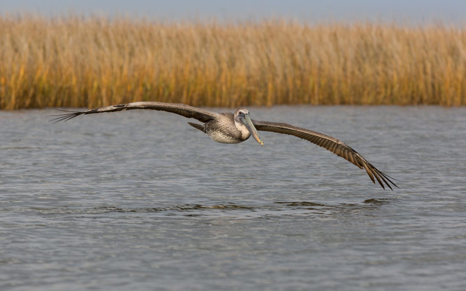 ocean-conservancy-copyright-dubinsky-photo-7655-2
