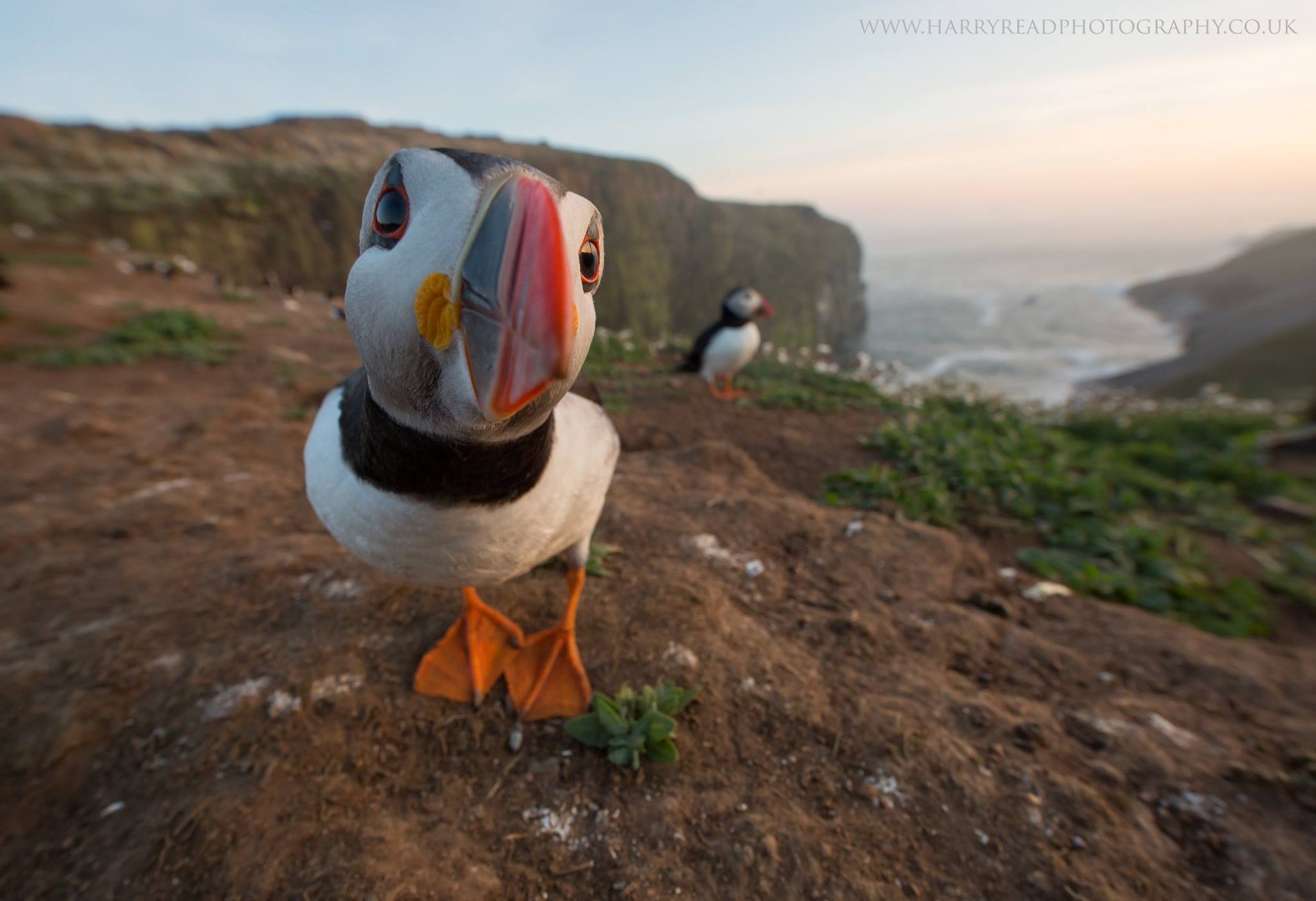 Harry Read Puffin - Wales