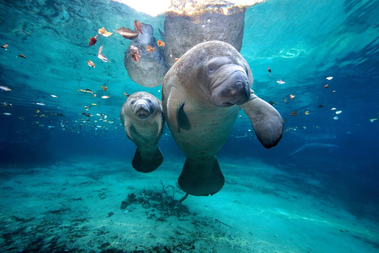 James R.D. Scott Manatees Crystal River Florida