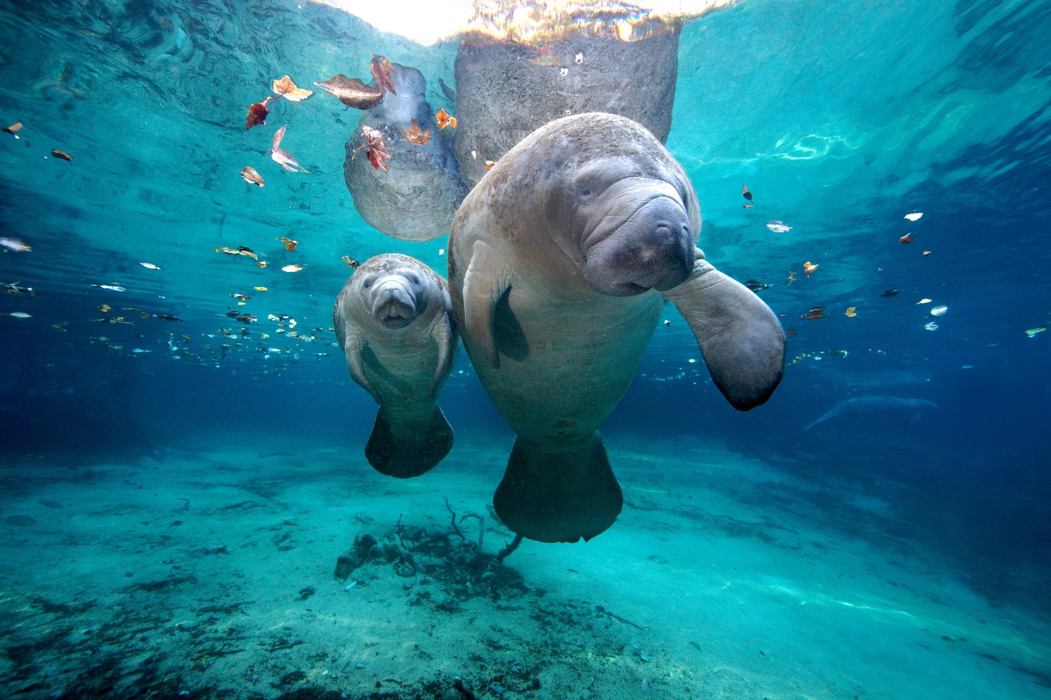 A Manatee and young Manatee in the ocean