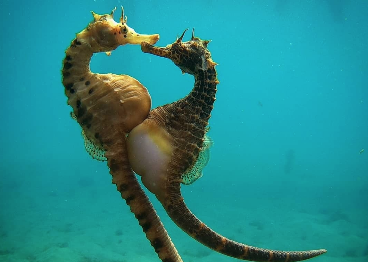 seahorses
