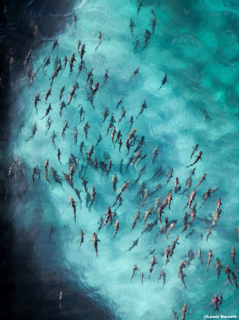 Lewis Burnett Spinner Sharks Ningaloo Reef Western Australia