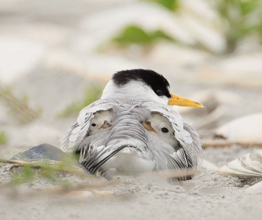 Melissa Groo - Least Tern