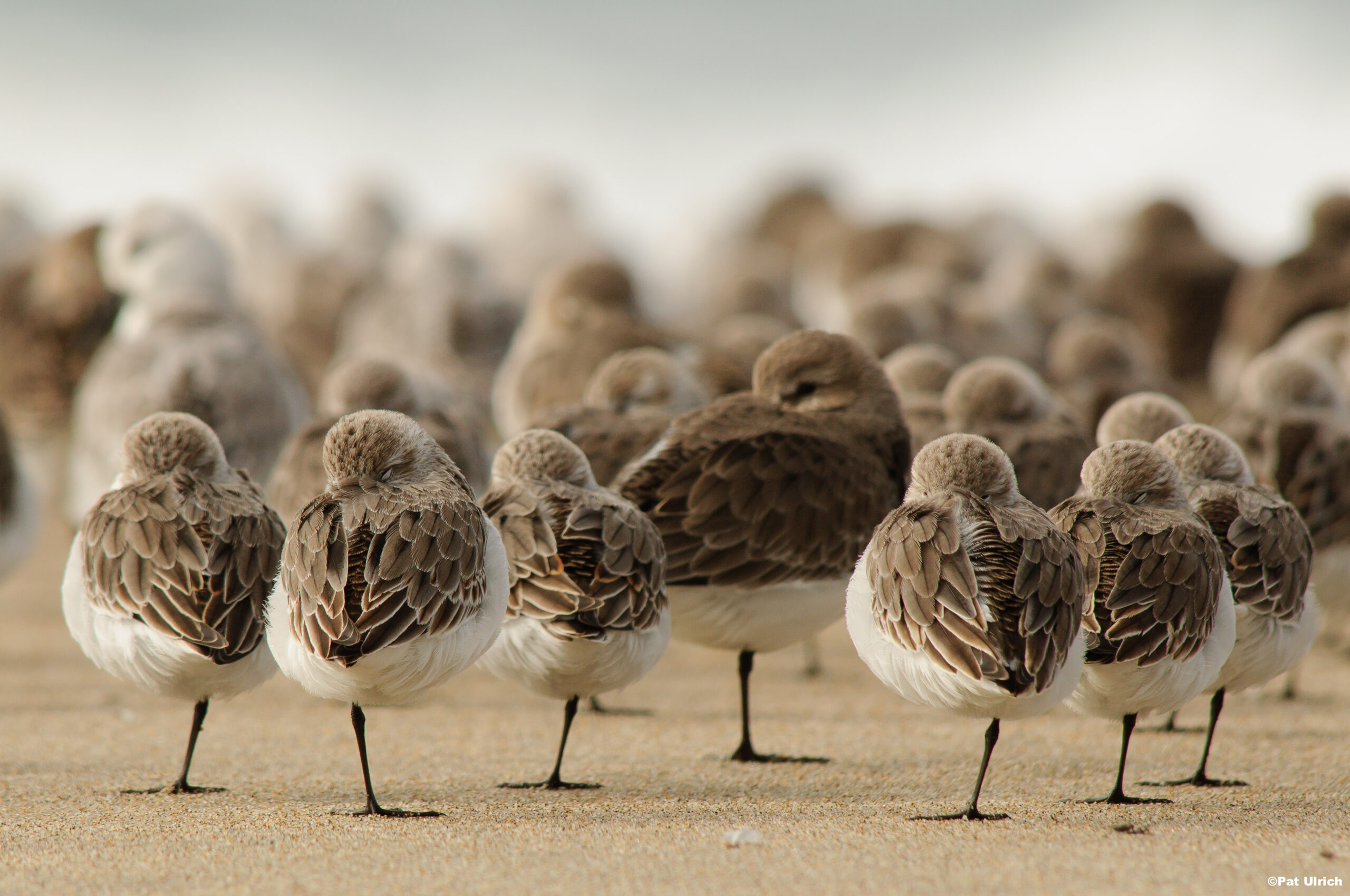 Pat Ulrich Sandpipers Point Reyes National Seashore, California copy