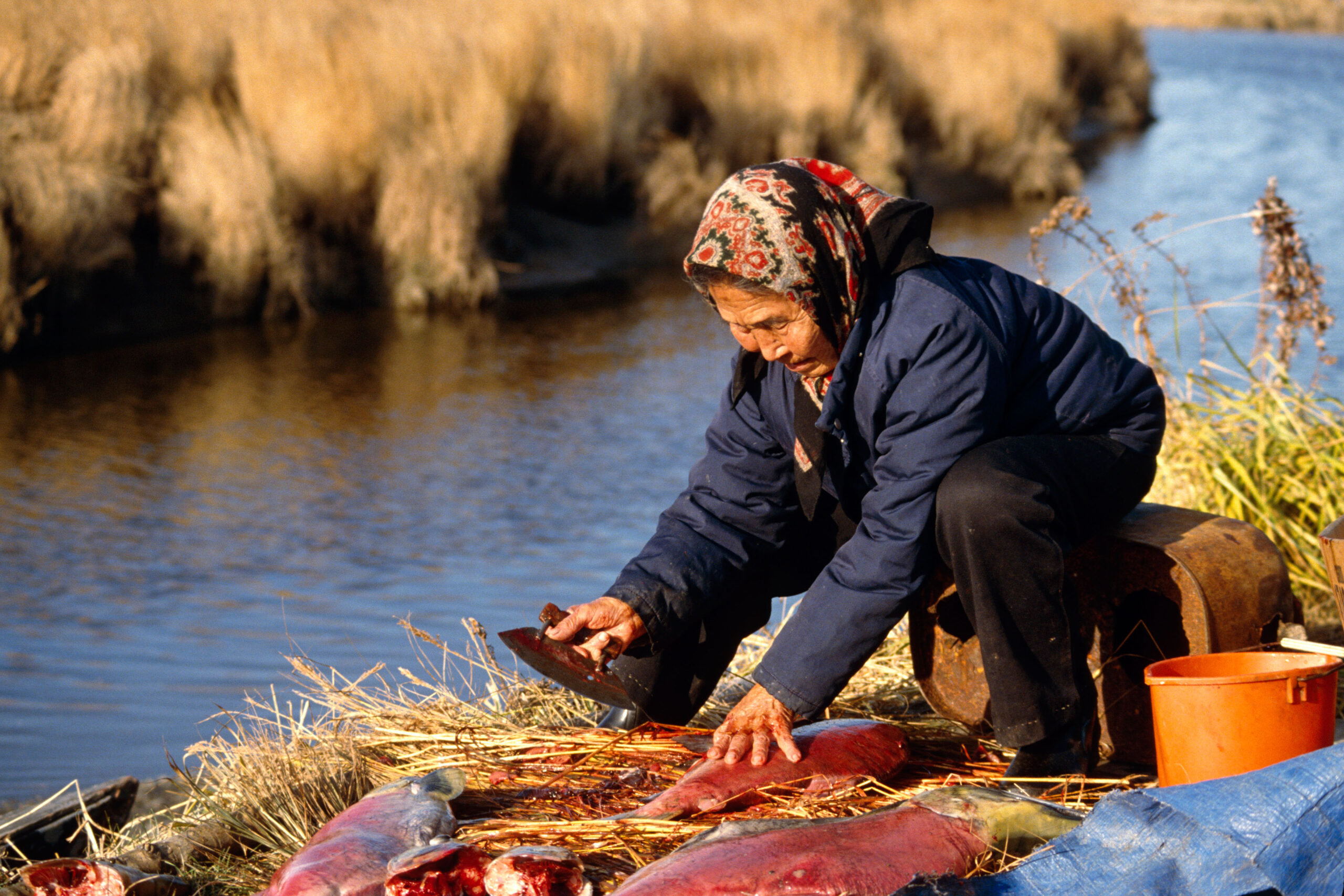 Yupik Woman Filleting Red Salmon Subsistence Togiak AK