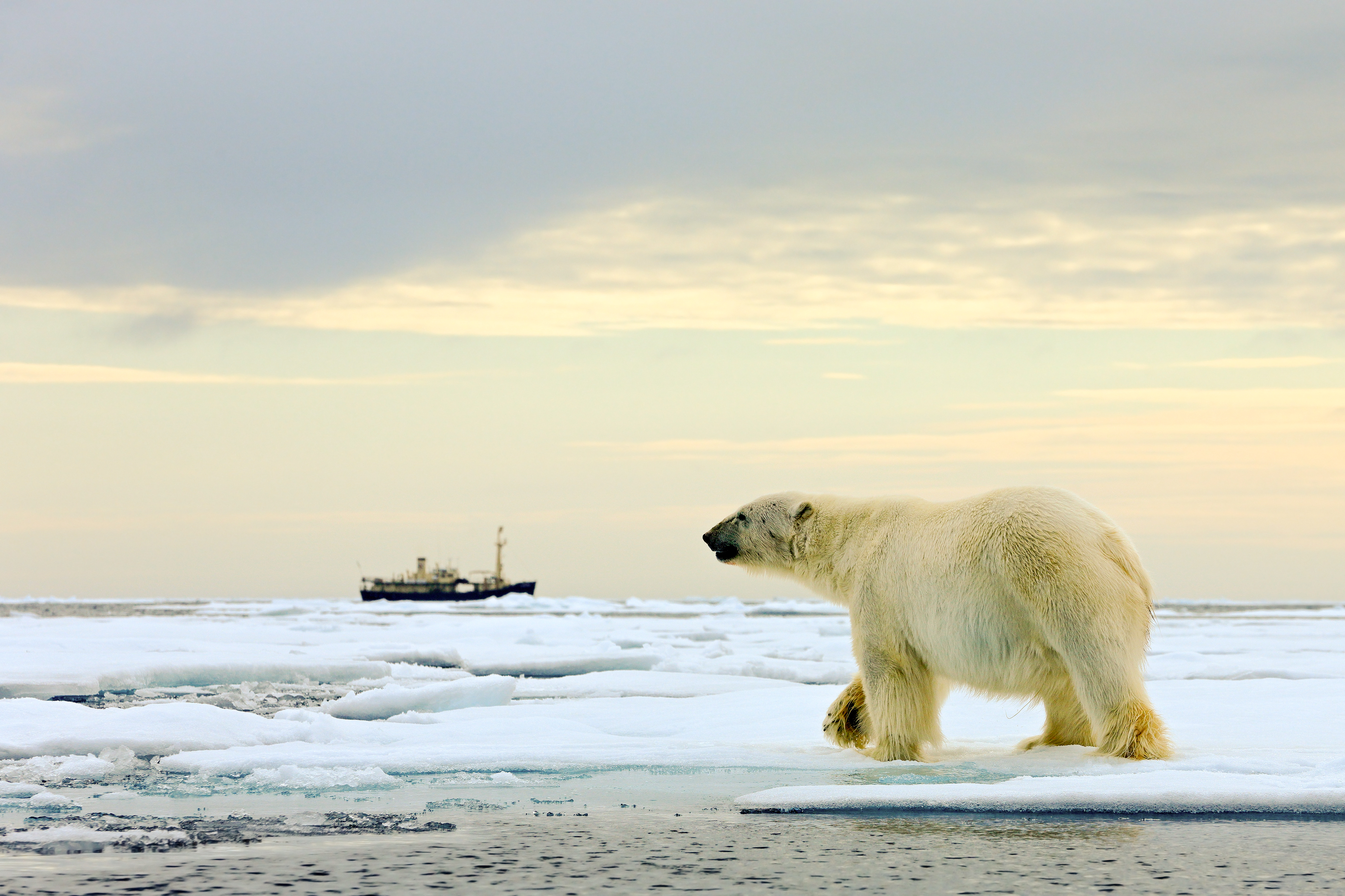 exagerar Comienzo Día del Niño Ocean Climate: Arctic Corporate Shipping Pledge - Ocean Conservancy