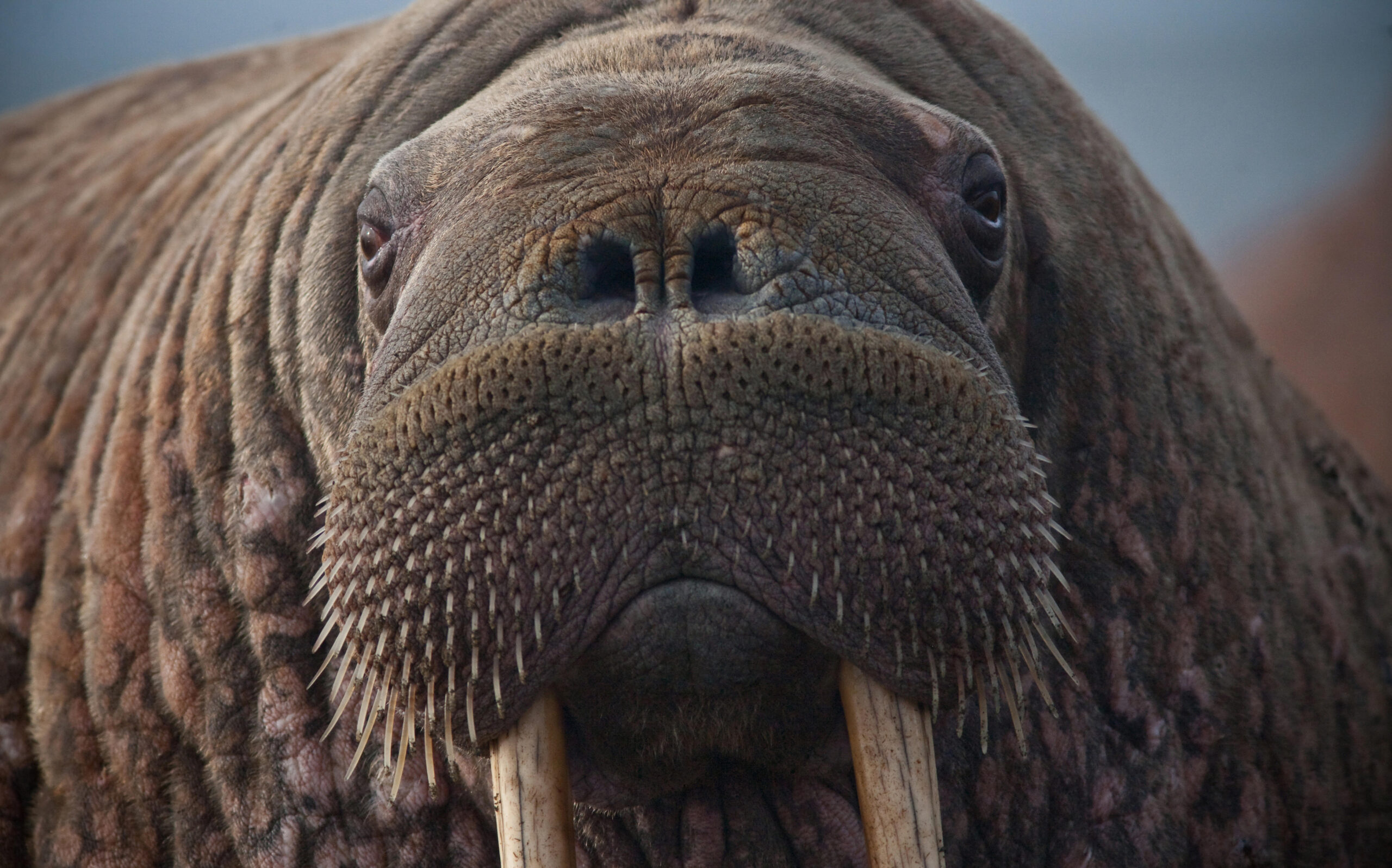 Close up of a female walrus.