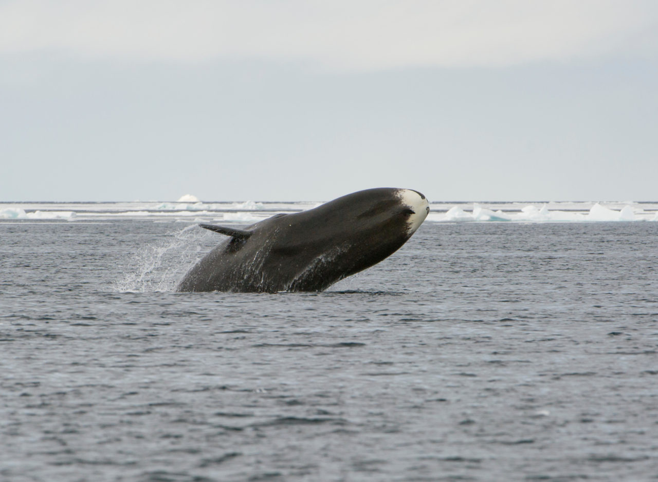 Bowhead whale (Balaena mysticetus) breaching, Canada, Arctic Ocean.