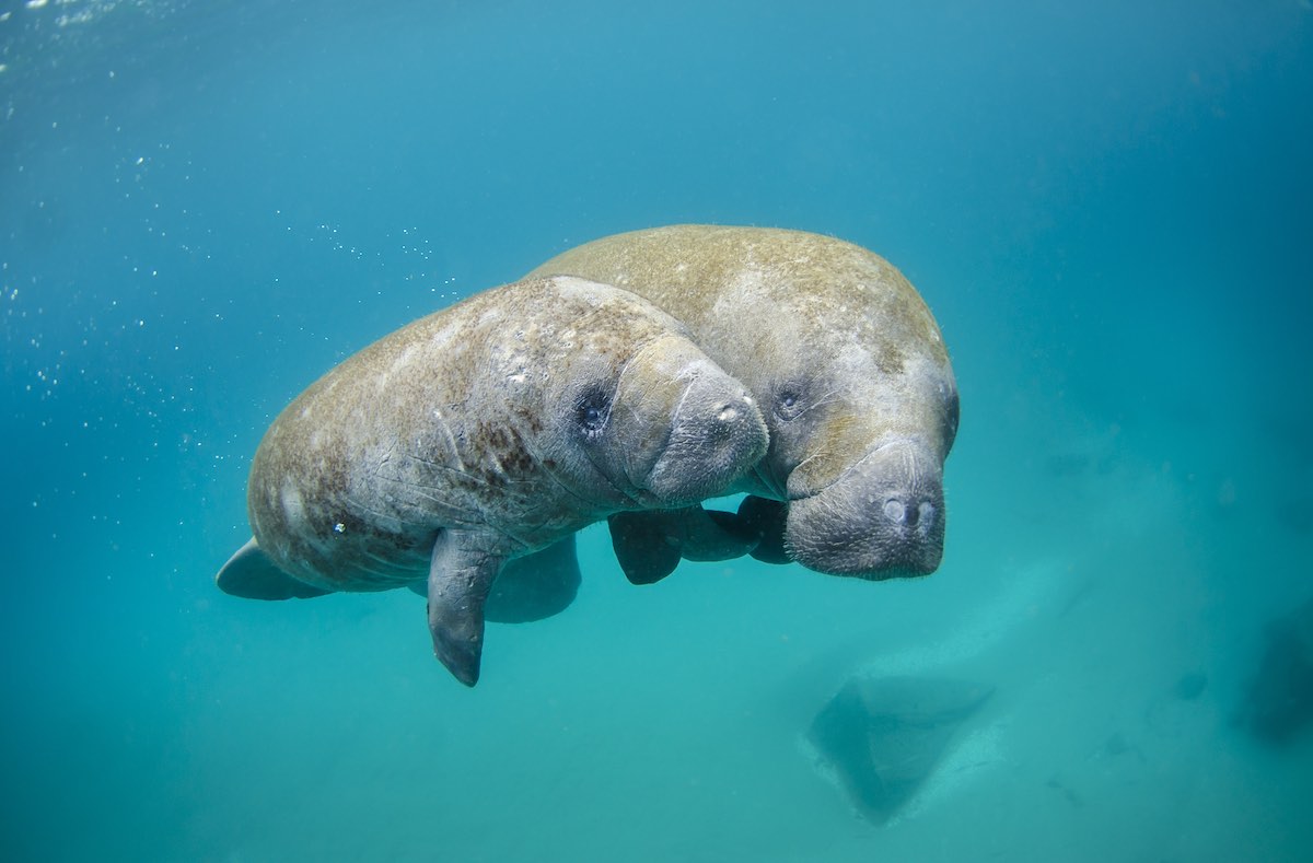 Frontiers  Associated benefits of manatee watching in the Costa dos Corais  Environmental Protection Area