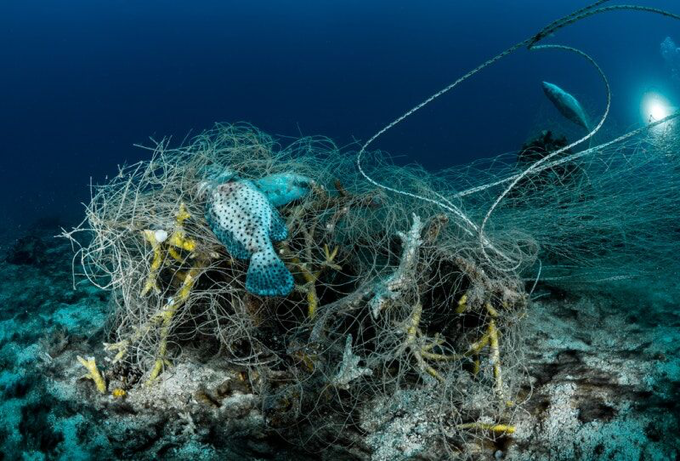 Entangled by Morgan Bennett Smith Ocean Conservancy