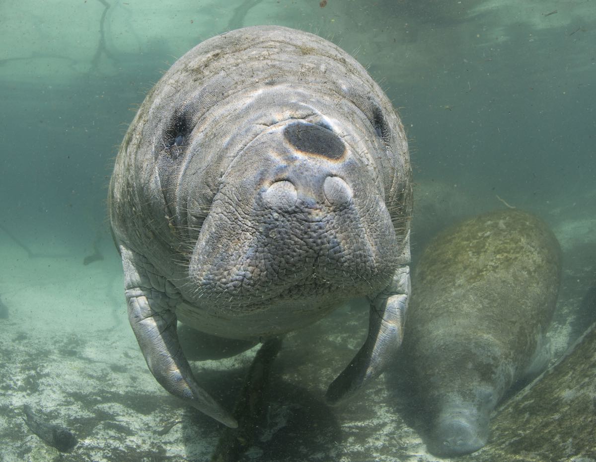 3 Threats Facing Manatees Today | LaptrinhX / News