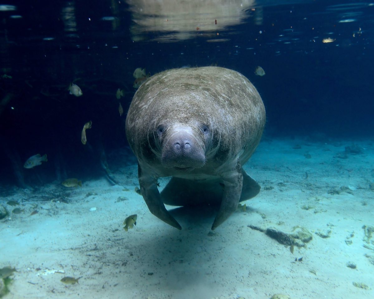 A manatee swims in shallow waters