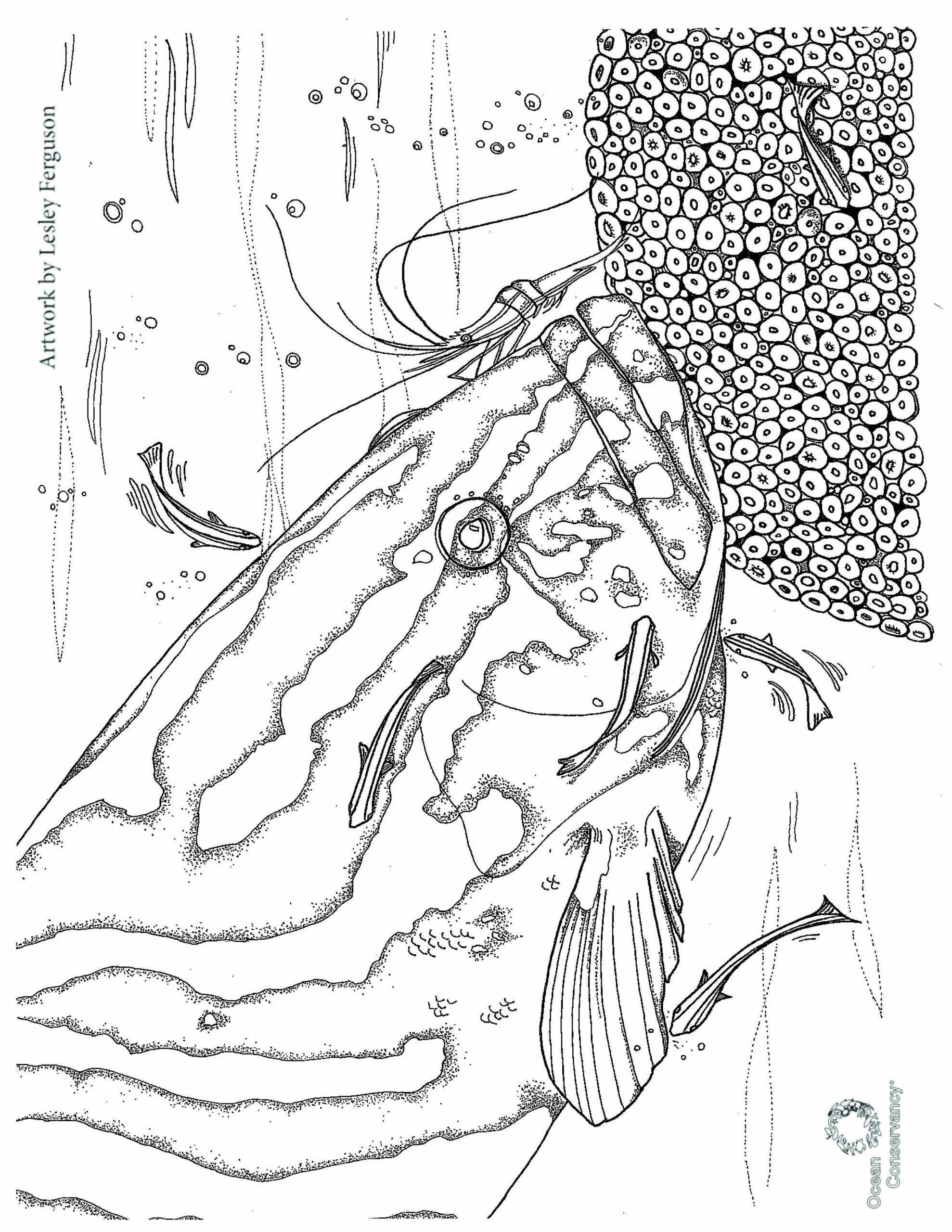 Fish Coloring Pages - Ocean Conservancy