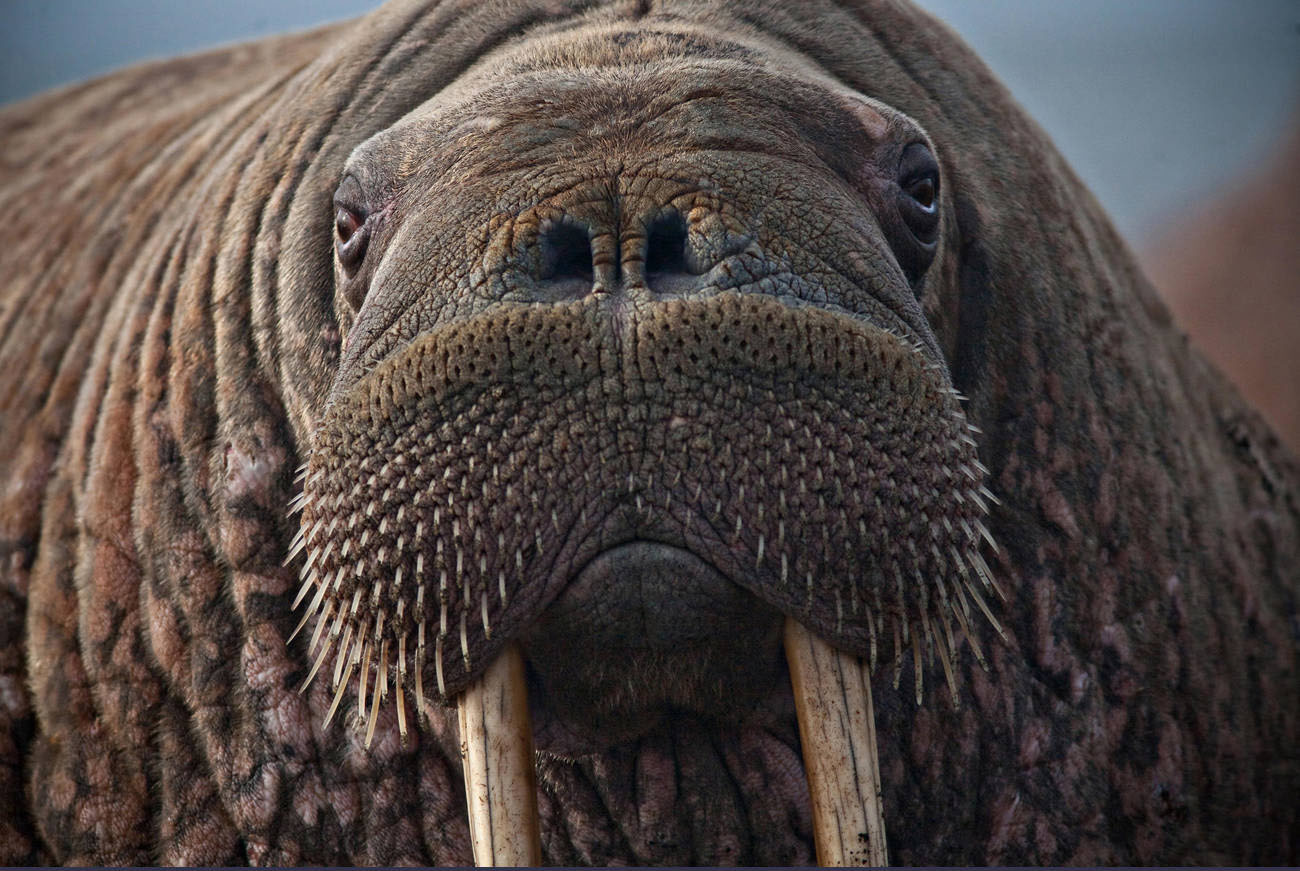 Wildlife Fact Sheets Walrus Ocean Conservancy